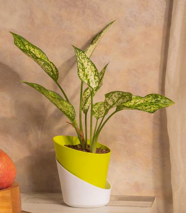Aglaonema Snow White