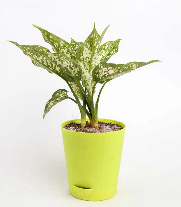 Aglaonema Snowbush