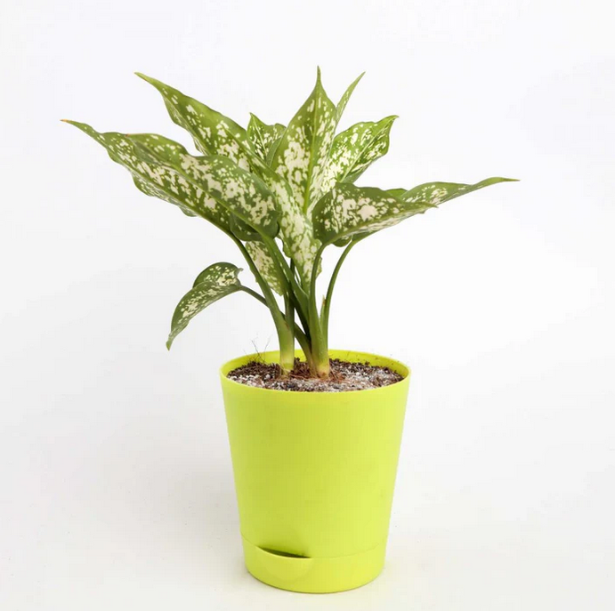 Aglaonema Snowbush