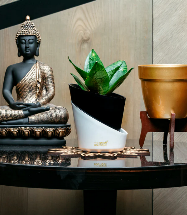 Black Sansevieria Plant