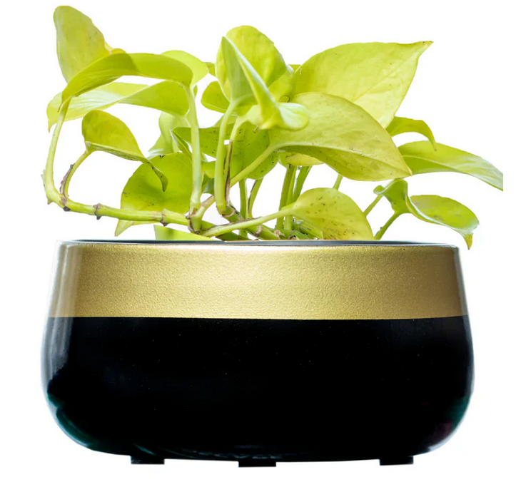 Black base Golden Handi Metal Planter