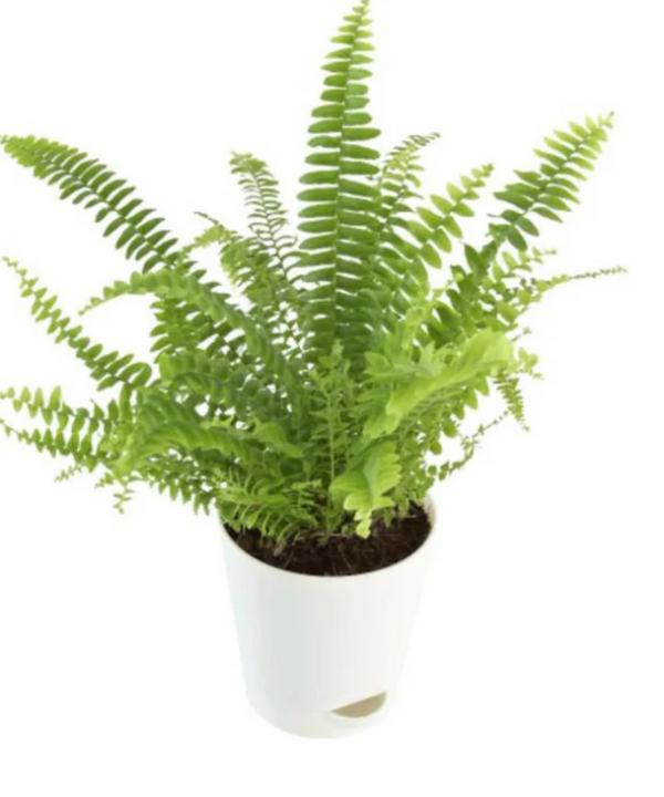 Bosotn Fern