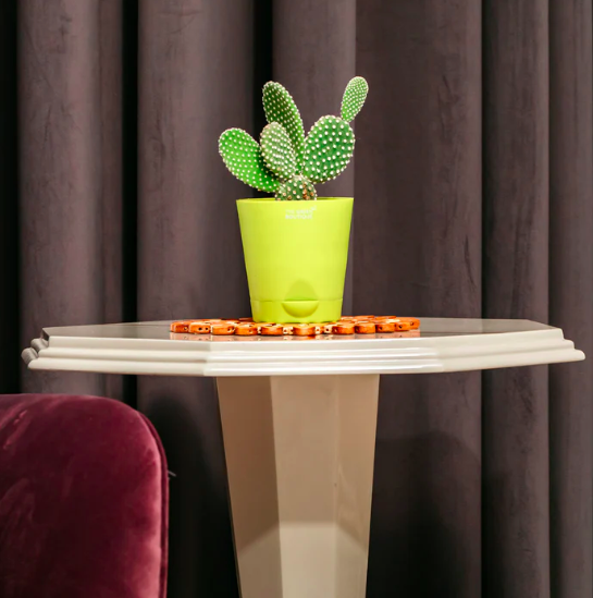 Bunny Ear Succulent Plant