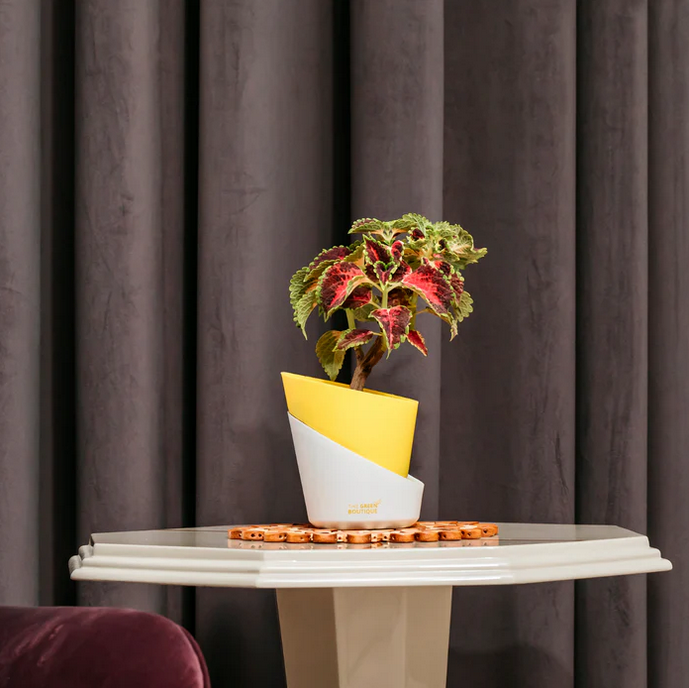 Coleus Tri Color Plant