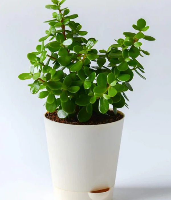 Kuberakshi Dhan Vriddhi Plant (Crassula Ovata)