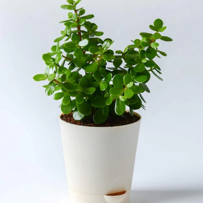 Good luck Jade Plant