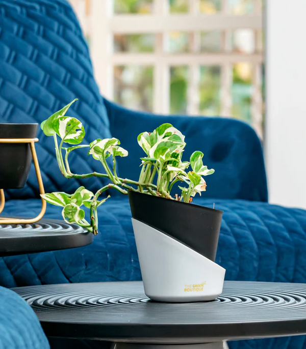 Enjoy Green Money Plant