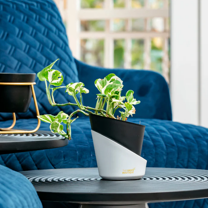 Enjoy Green Money Plant