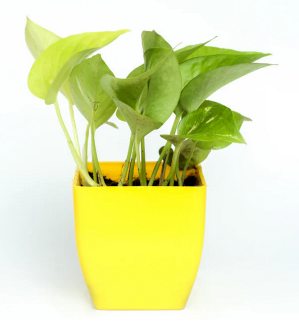Golden Money Plant