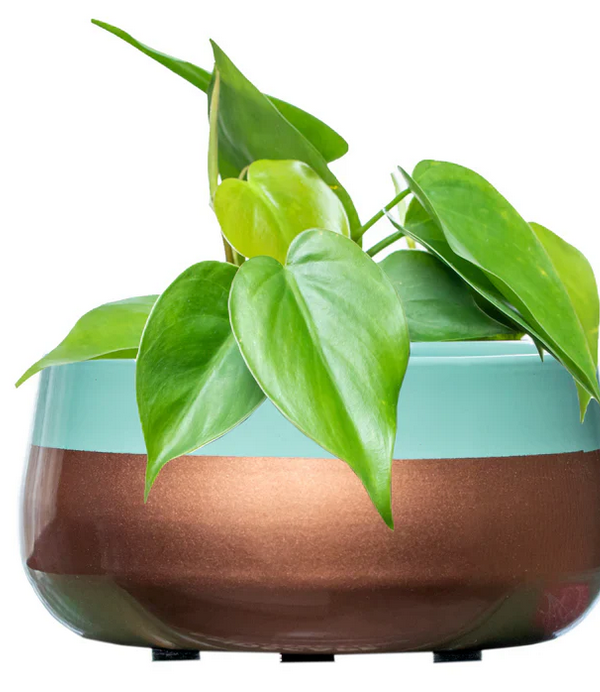 Golden Turquoise Handi Metal Planter