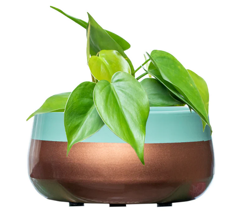 Golden Turquoise Handi Metal Planter