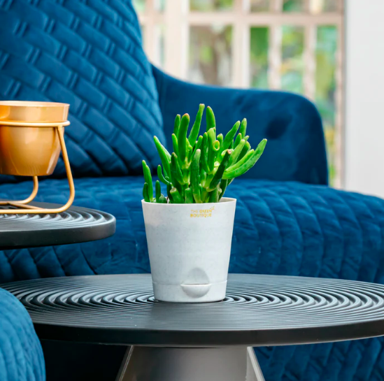 Green Fingers Succulent Plant
