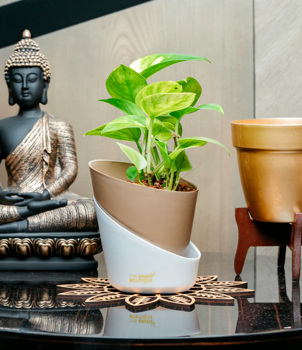 Green Money Plant Pothos