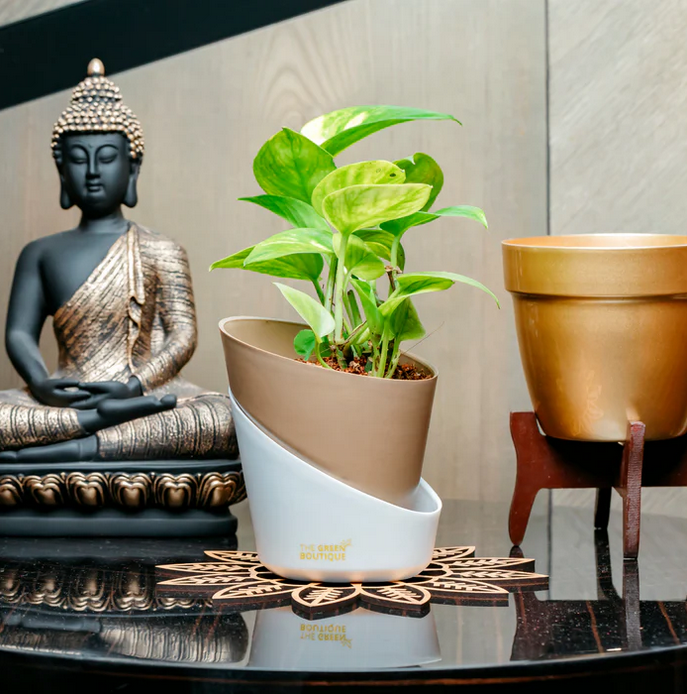 Green Money Plant Pothos