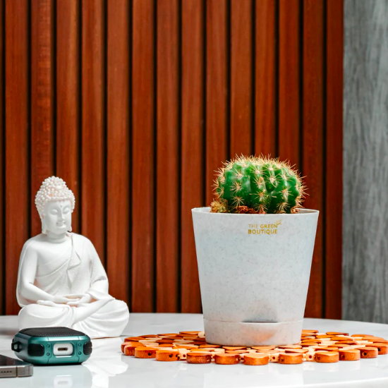 Green Round Cactus Succulent Plant
