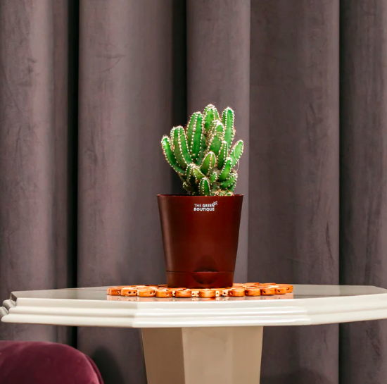 House of Cactus Succulent Plant