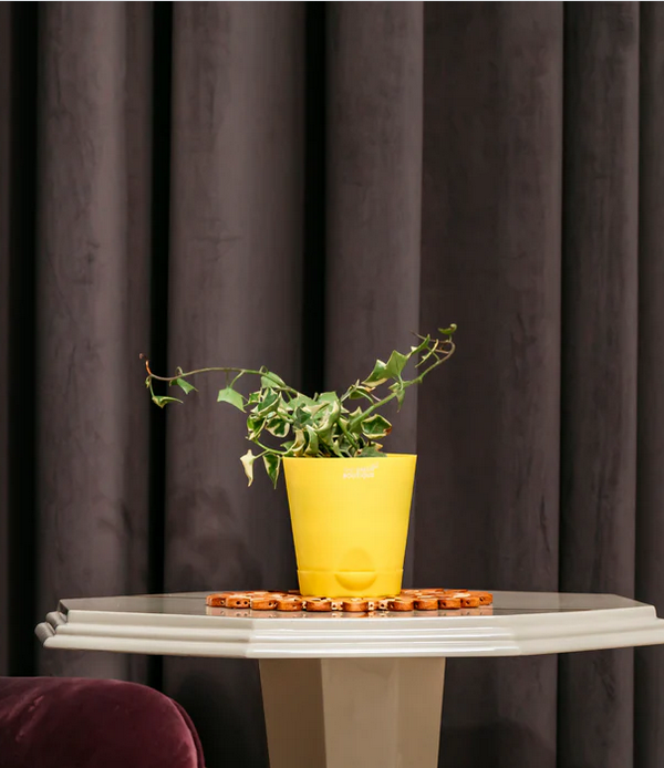 Ivy Variagted Creeper Plant
