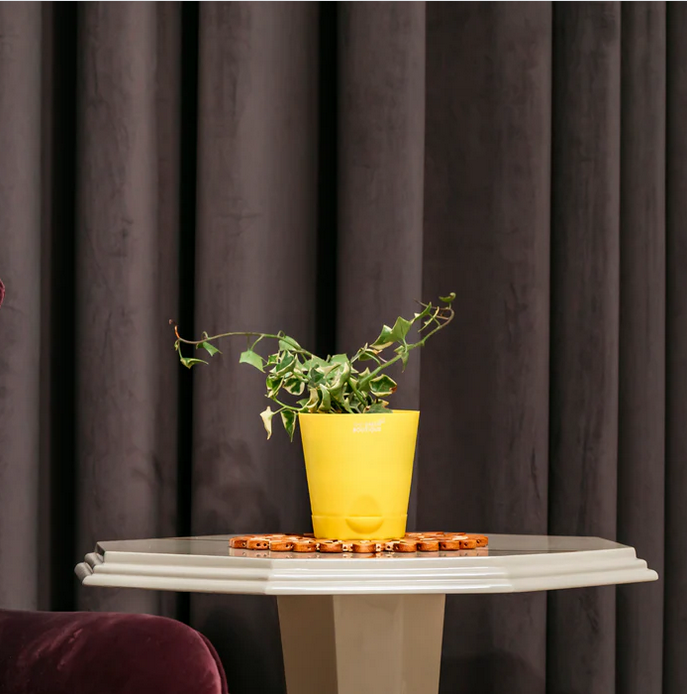Ivy Variagted Creeper Plant