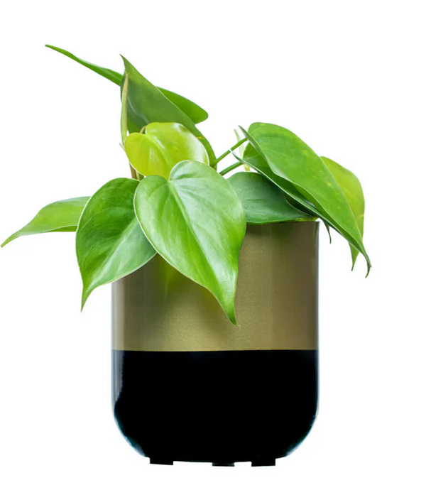 MP Long BG Metal Pot (Without Plant)