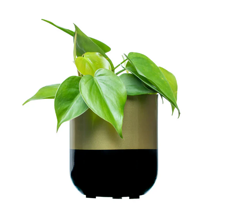 MP Long BG Metal Pot (Without Plant)