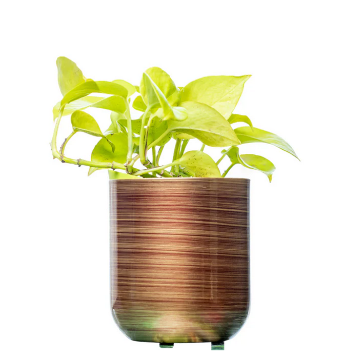 MP long Vertical (Without Plant)