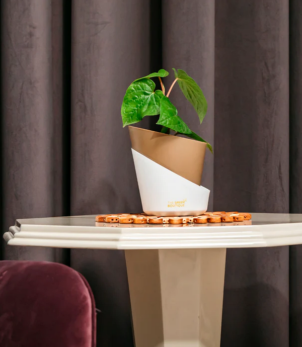 Macai Paan Edible plant