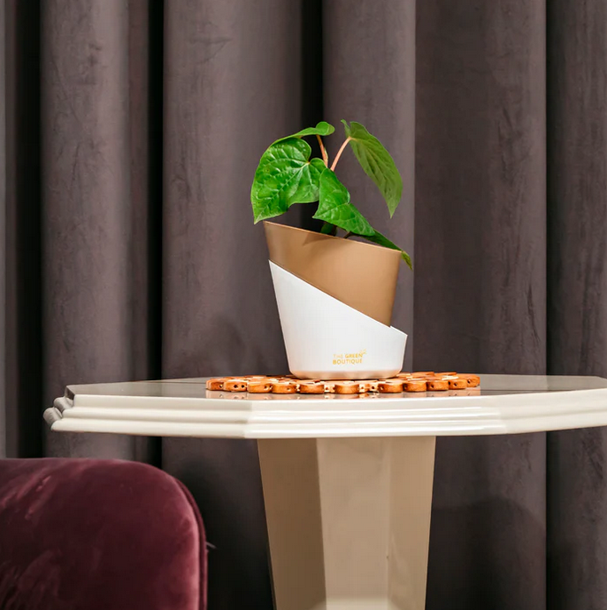 Macai Paan Edible plant
