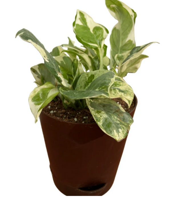 Money Plant N'Joy