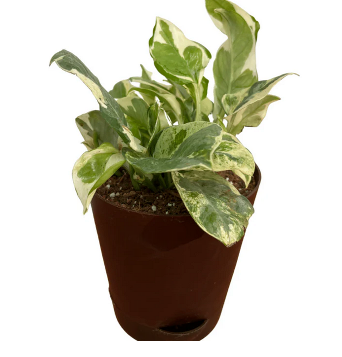 Money Plant N'Joy