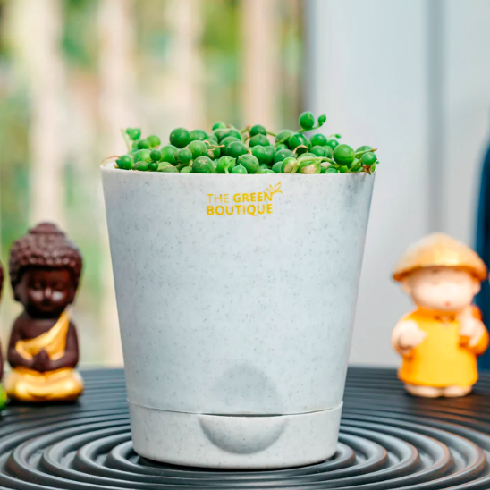 Pea Succulent Plant