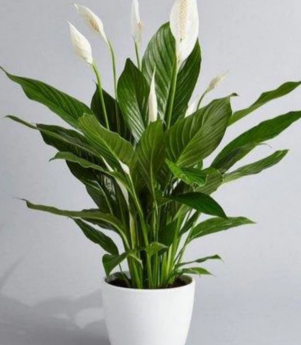 Peace Lily Plant