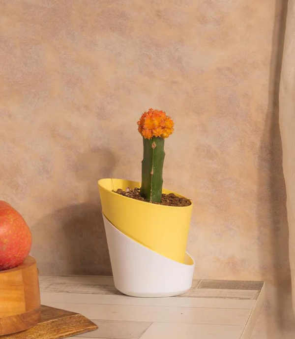 Self Watering Planter
