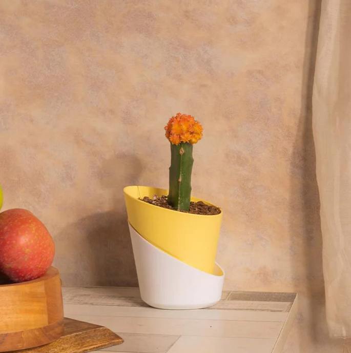 Self Watering Planter