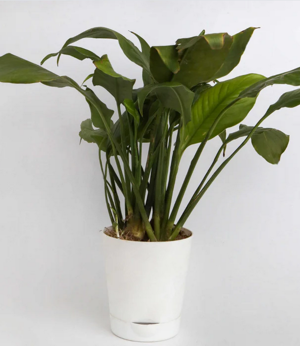 Spathyphyllum