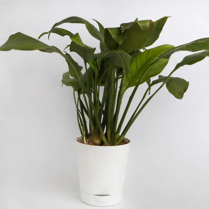 Spathyphyllum