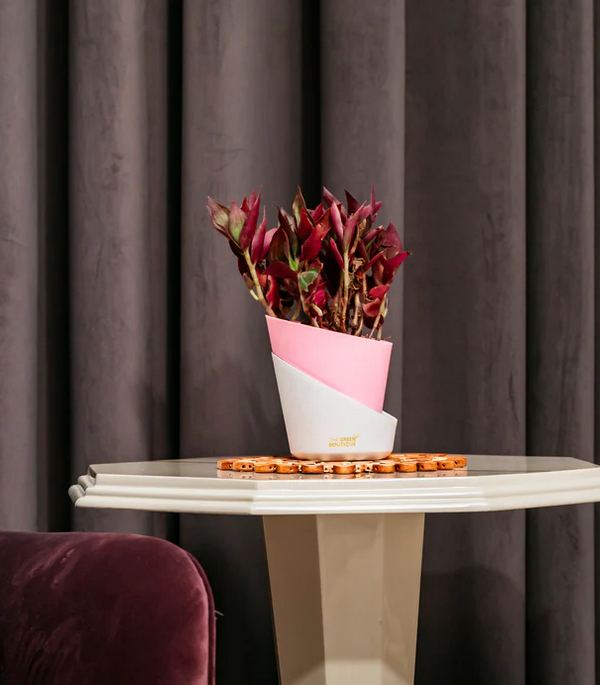 Wandering Jew Creeper Plant